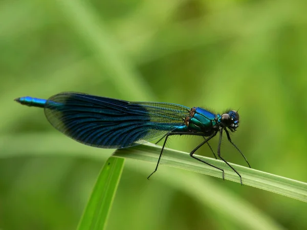 Gros Plan Bug Nature Sauvage — Photo