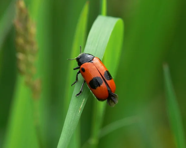 Escarabajo Hoja Hormiga Cuatro Puntos — Foto de Stock