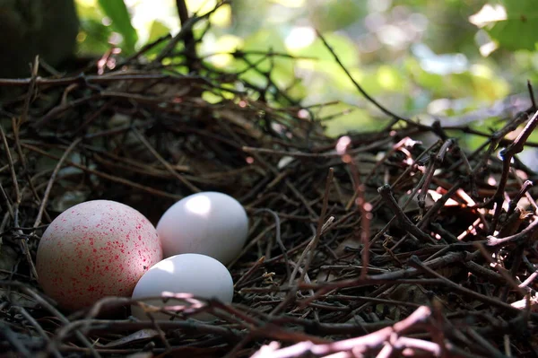 Nest Met Eitjes Veren Het Gras — Stockfoto