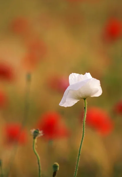 Field Flora Poppy Glower Botany Concept — Stock Photo, Image