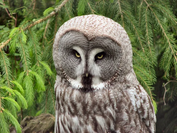 Grey Bearded Owl Animal — Stock Photo, Image