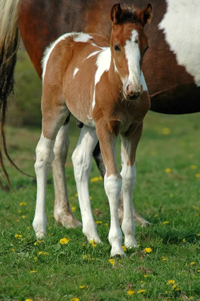 Koně Hřišti — Stock fotografie