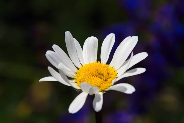 Malerische Aussicht Auf Schöne Gänseblümchen — Stockfoto