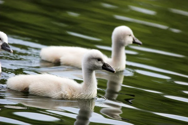 Vacker Utsikt Över Majestätisk Svan Naturen — Stockfoto