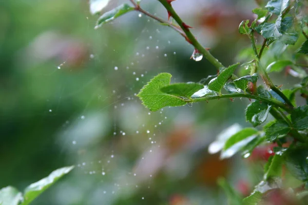 Rosas Chuva — Fotografia de Stock