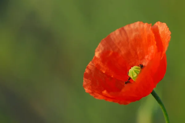 Літня Квітка Пелюстки Макової Квітки Флора — стокове фото