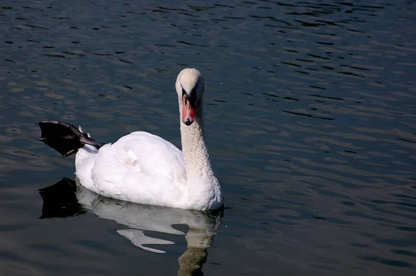 Scenic View Majestic Swan Nature — Stock Photo, Image