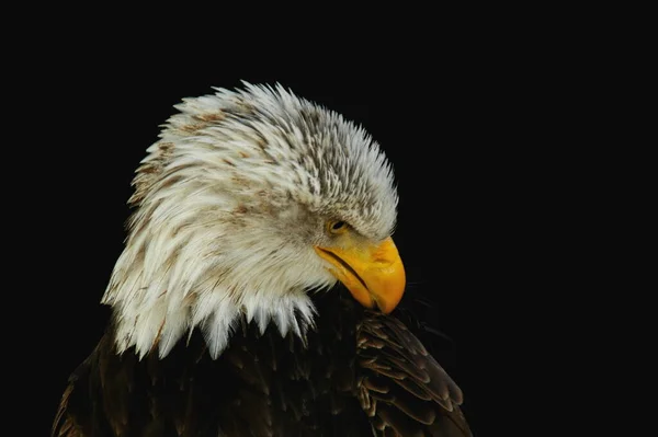 Scenic View Beautiful Bird Nature — Stock Photo, Image