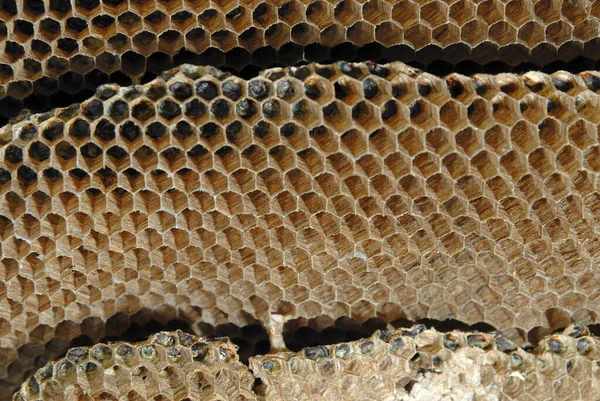 ミツバチを背景にしたハニカム — ストック写真