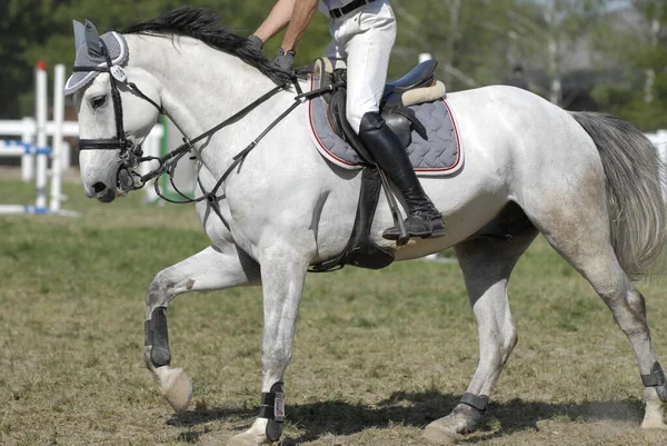 Hästryttare Körlektioner — Stockfoto