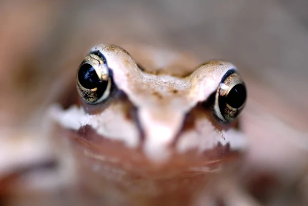 両生類 自然カエル — ストック写真