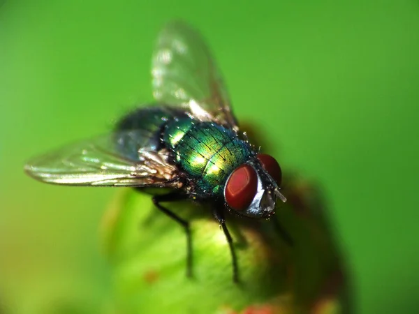 Close Bug Natureza Selvagem — Fotografia de Stock