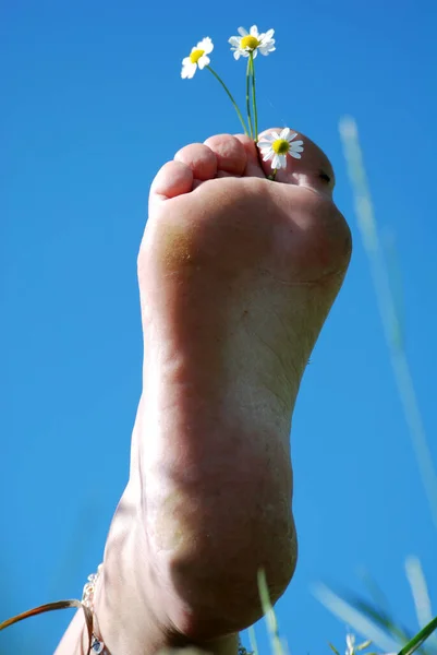 Hand Hält Eine Gelbe Blume Auf Dem Feld — Stockfoto