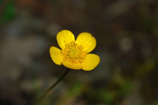 美しい花 花のコンセプトの背景 — ストック写真