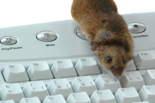 Teclado Del Ratón Ordenador —  Fotos de Stock