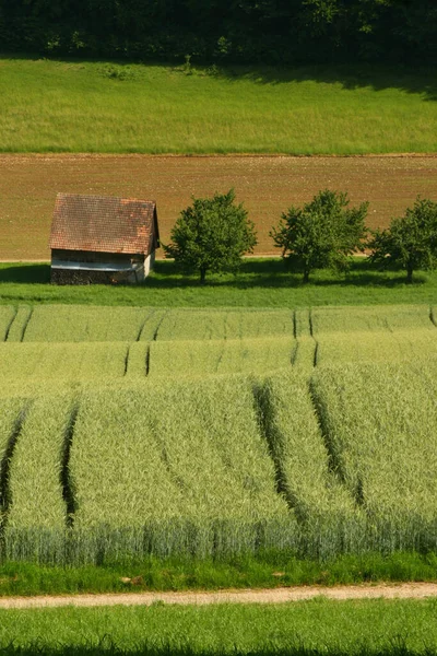 Ett Ensamt Hus Utkanten Ett Sädesfält Schweiz Toppen Ett Berg — Stockfoto