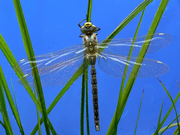 Närbild Insekter Vild Natur — Stockfoto