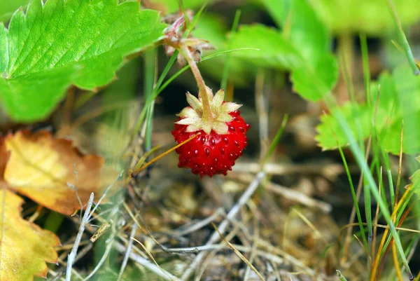 Wild Strawberry Red Fruit Food Stock Picture