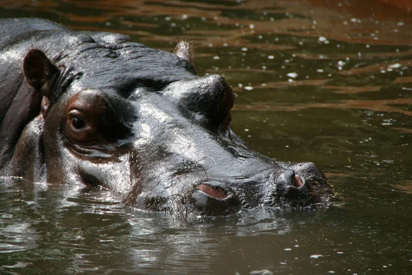 Víziló Hippopotamus Természetes Állatvilág — Stock Fotó