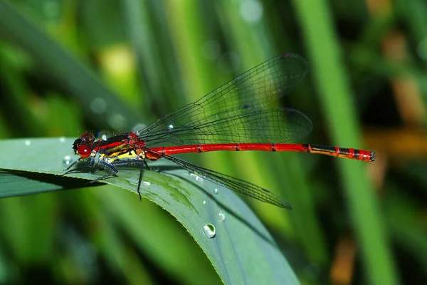 Nahaufnahme Von Wanzen Der Wilden Natur — Stockfoto