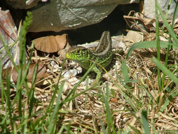 Primer Plano Lagarto Hábitat Concepto Salvajismo —  Fotos de Stock