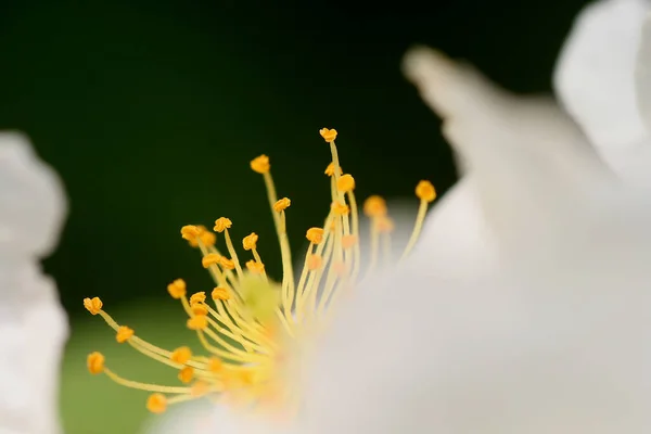 Güzel Beyaz Gül Çiçeğinin Manzarası — Stok fotoğraf