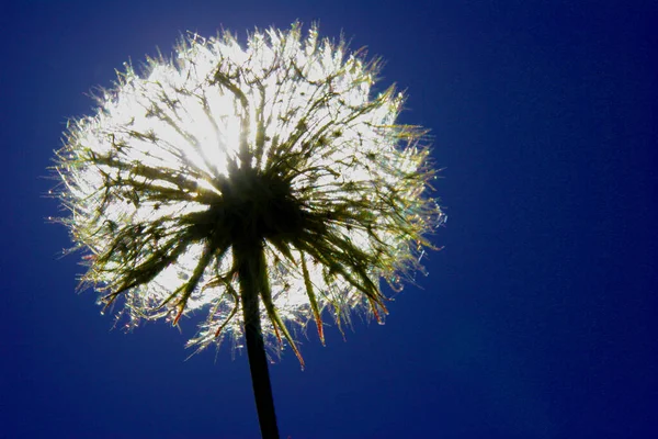 Löwenzahn Himmel — Stockfoto