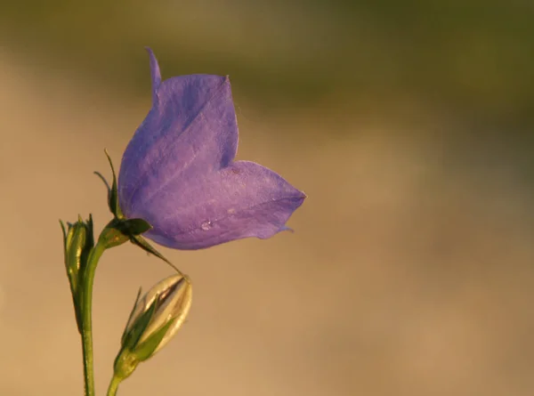 Mooie Bloemen Bloem Concept Achtergrond — Stockfoto