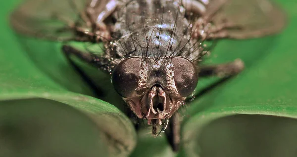 Visage Une Mouche Salon — Photo