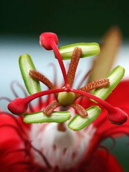 Kwiat Namiętności Flora Płatki — Zdjęcie stockowe