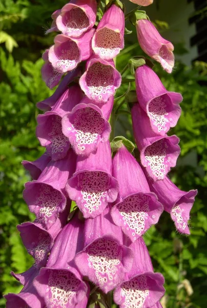 Bahçede Pembe Orkide Çiçekleri — Stok fotoğraf