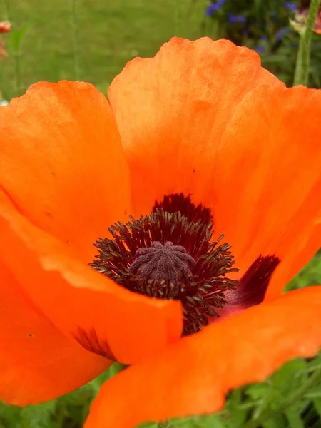 Vackra Blommor Blommigt Koncept Bakgrund — Stockfoto