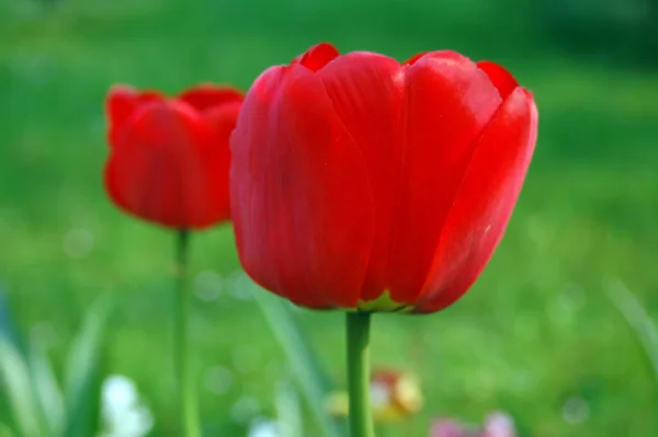 Tulipa Vermelha Jardim — Fotografia de Stock
