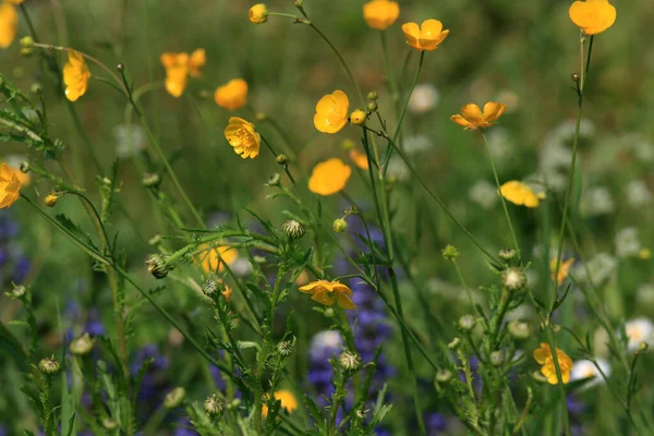 Sommaräng Blommor Flora Och Natur — Stockfoto