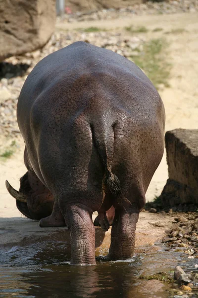 Elefant Grădina Zoologică — Fotografie, imagine de stoc