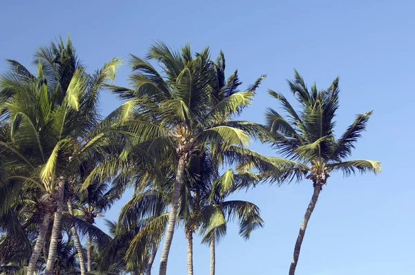 Karayipler Palmiye Ağaçları — Stok fotoğraf
