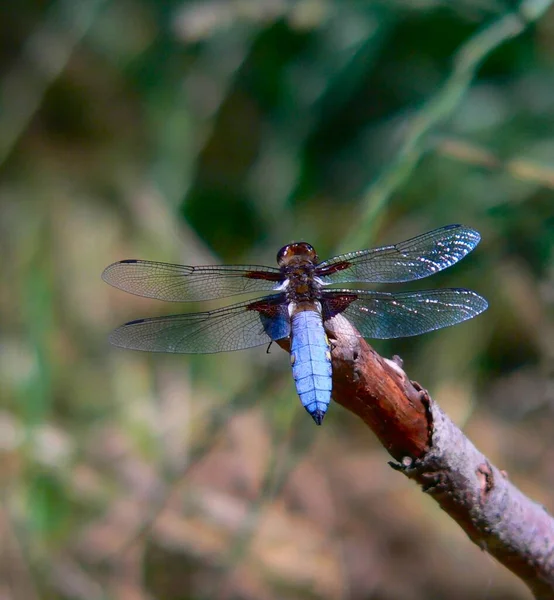 Nahaufnahme Von Wanzen Der Wilden Natur — Stockfoto