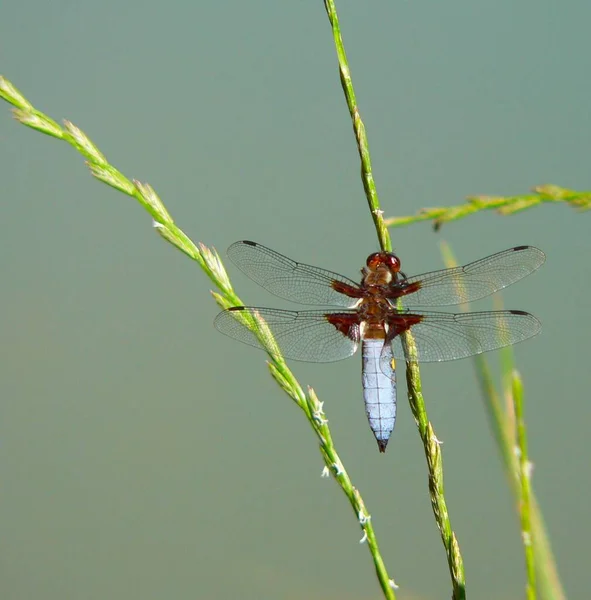 Close Bug Natureza Selvagem — Fotografia de Stock