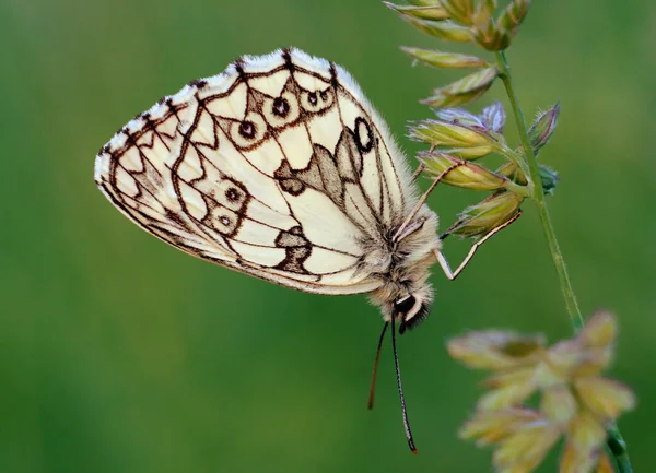 Gros Plan Papillon Concept Sauvagerie — Photo