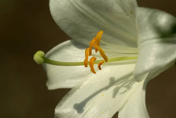 Közel Egy Liliom Virág — Stock Fotó