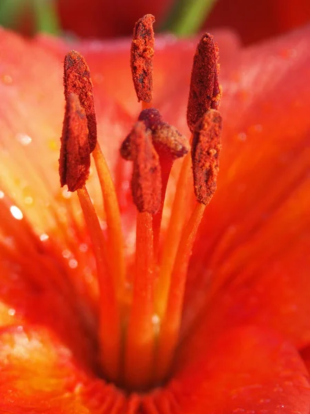 Güzel Botanik Bitkileri Lily Çiçek Yaprakları — Stok fotoğraf