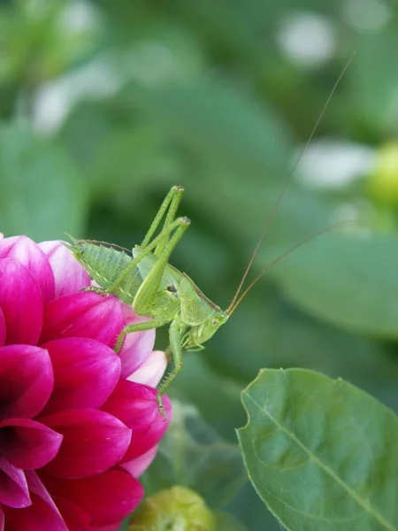 Visiteurs Dans Jardin — Photo