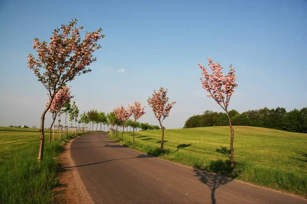 Schöne Aussicht Auf Die Natur — Stockfoto