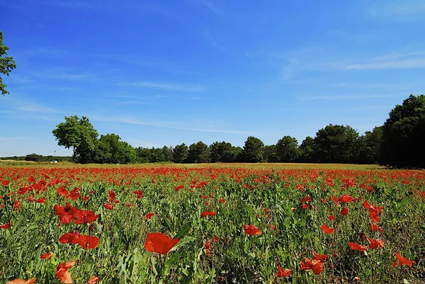 Encore Une Fois Les Fleurs Pavot — Photo