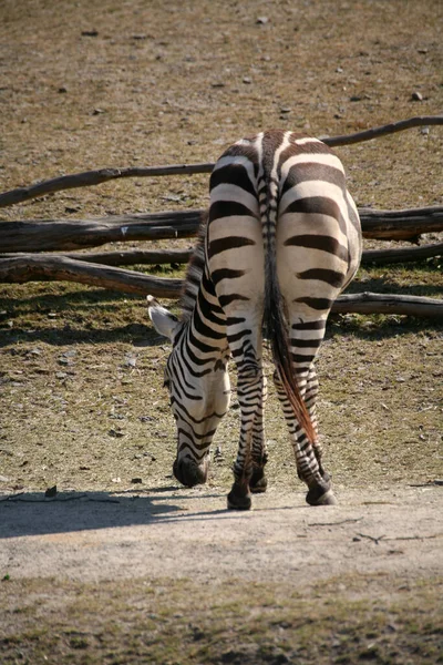 Preto Branco Listrado Zebra Animal Mamífero — Fotografia de Stock