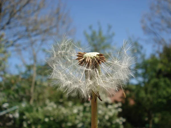 Taraxacum Ruderalia Kwiat Mniszka Lekarskiego — Zdjęcie stockowe