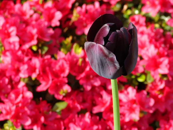 Schöne Rote Tulpe Garten — Stockfoto