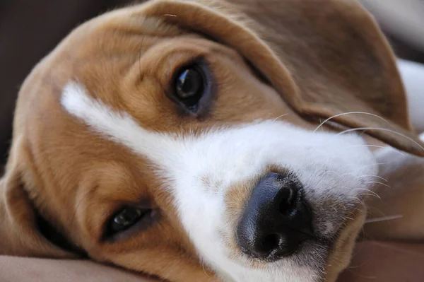 Våra Grannars Beagle Valp Webster Har Spelat Trött — Stockfoto