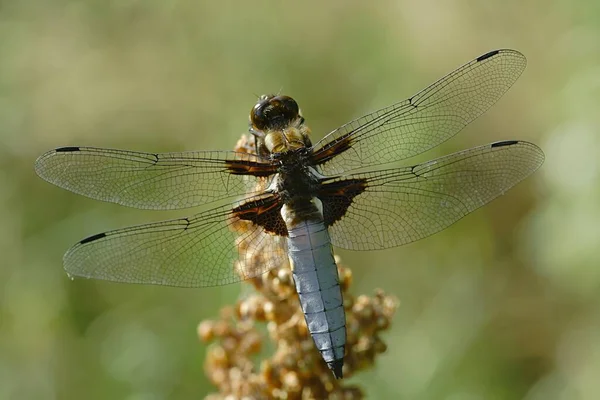 Closeup View Insect Nature — Stock Photo, Image