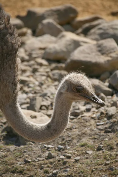 Autruche Oiseau Animal Faune — Photo